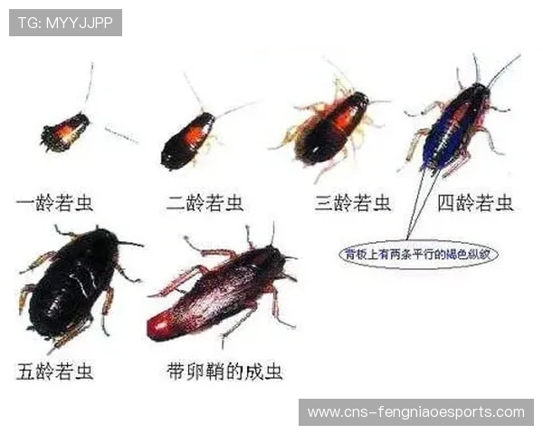 全运会工作人员澄清赛场昆虫为飞蛾而非蟑螂,维护赛事形象 全运会工作人员澄清赛场昆虫为飞蛾而非蟑螂,维护赛事形象